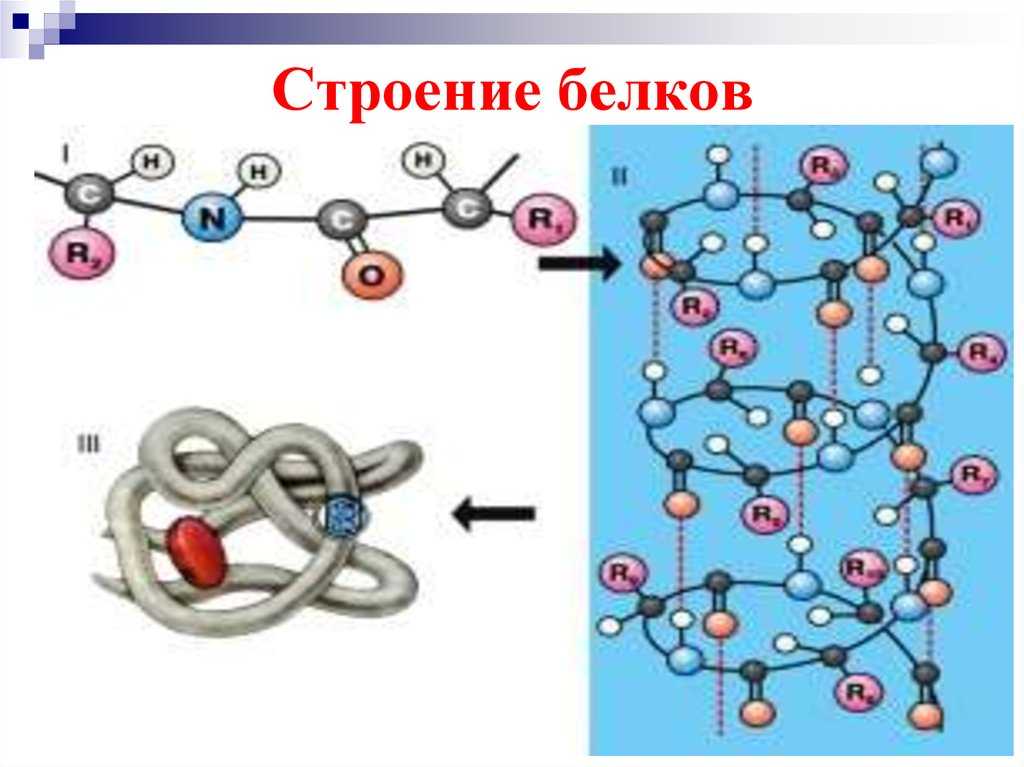 Строение белков | химия онлайн