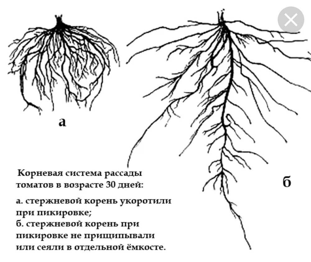 Кабачок что это за растение, чем полезен, и чем кабачок отличается от цукини