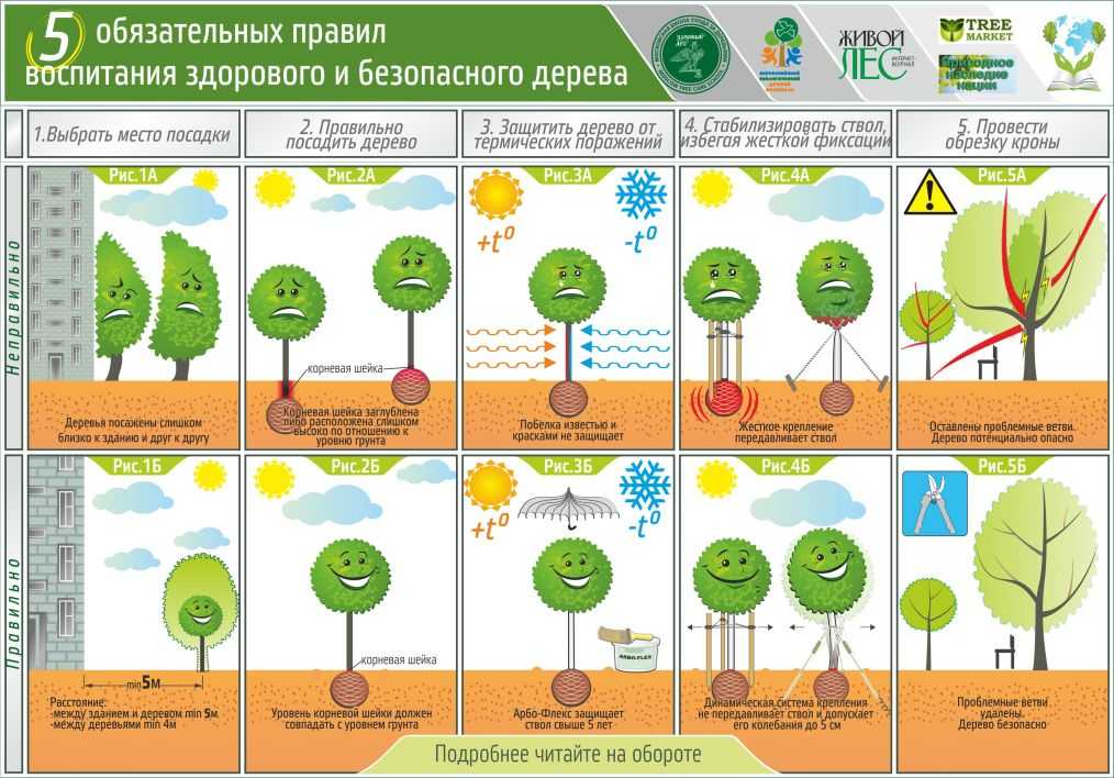 Методы оптимизации густоты посадки сосновых культур