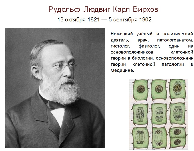 В 1855 году рудольф вирхов доказал что. рудольф вирхов и его «целлюлярная патология