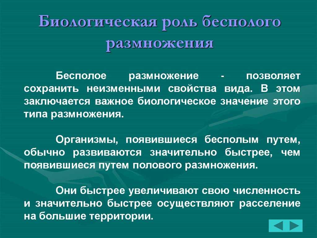 Размножение организмов