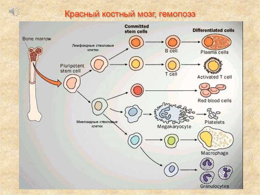 Дифференциация клеток - образование - 2023