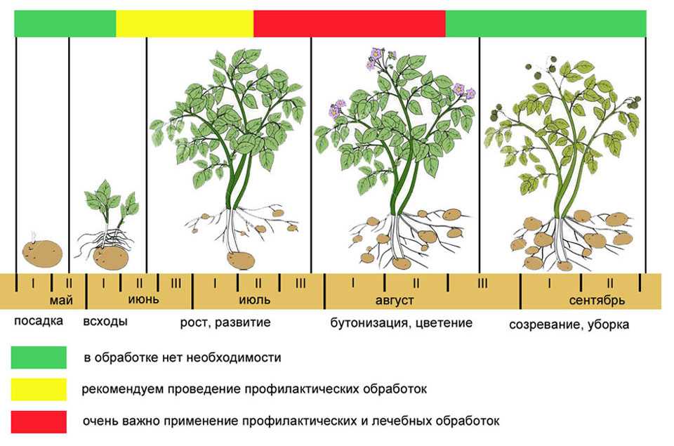 Горох — описание, польза и вред, состав, калорийность