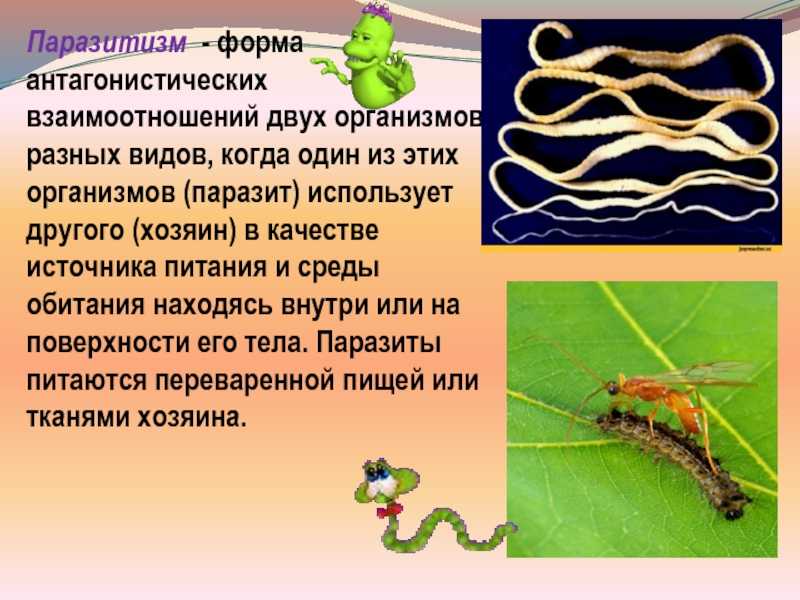 Что такое паразитизм: примеры и объяснение