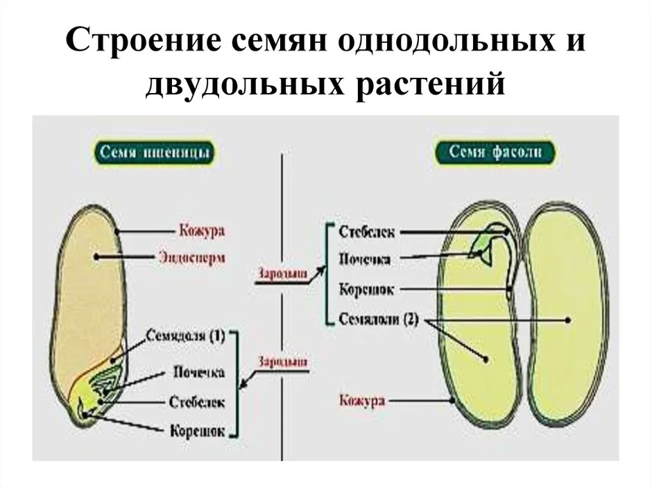 Алейроновый слой
 - большая энциклопедия нефти и газа, статья, страница 3