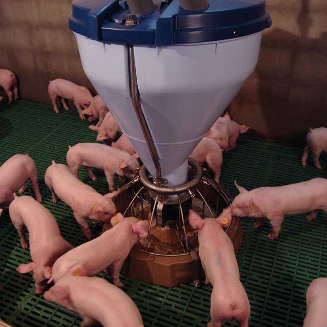 Рекомендации по кормлению свиней