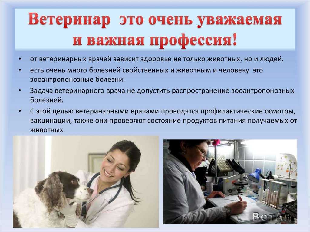 Заворот желудка: как довезти собаку до хирурга? - русский охотничий портал