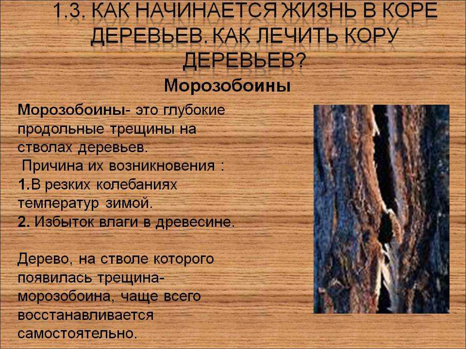 Дуб. посадка, уход, виды. корневая система сосен. особенности хвойных деревьев что малейшее повреждение корней ведет