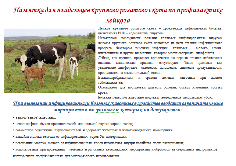 Хориоптоз крупного рогатого скота (крс): симптомы и лечение, профилактика