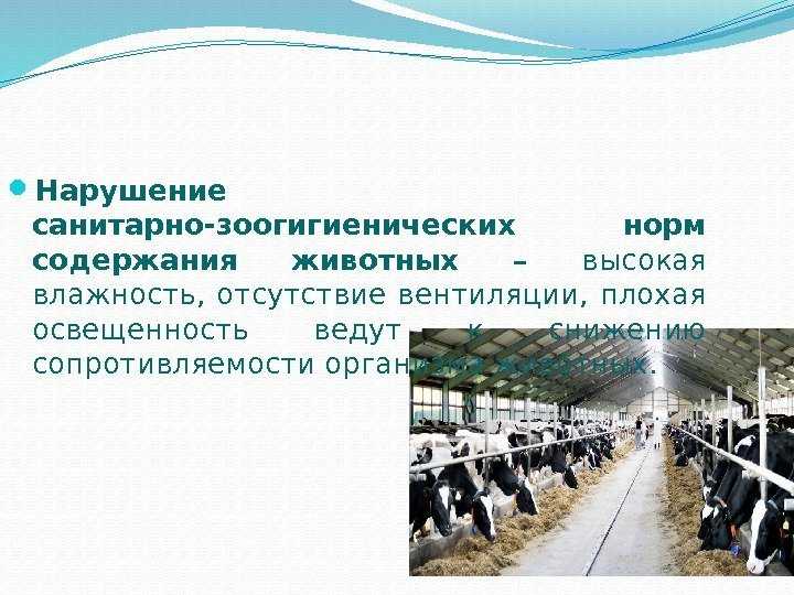 Системы и способы содержания лошадей