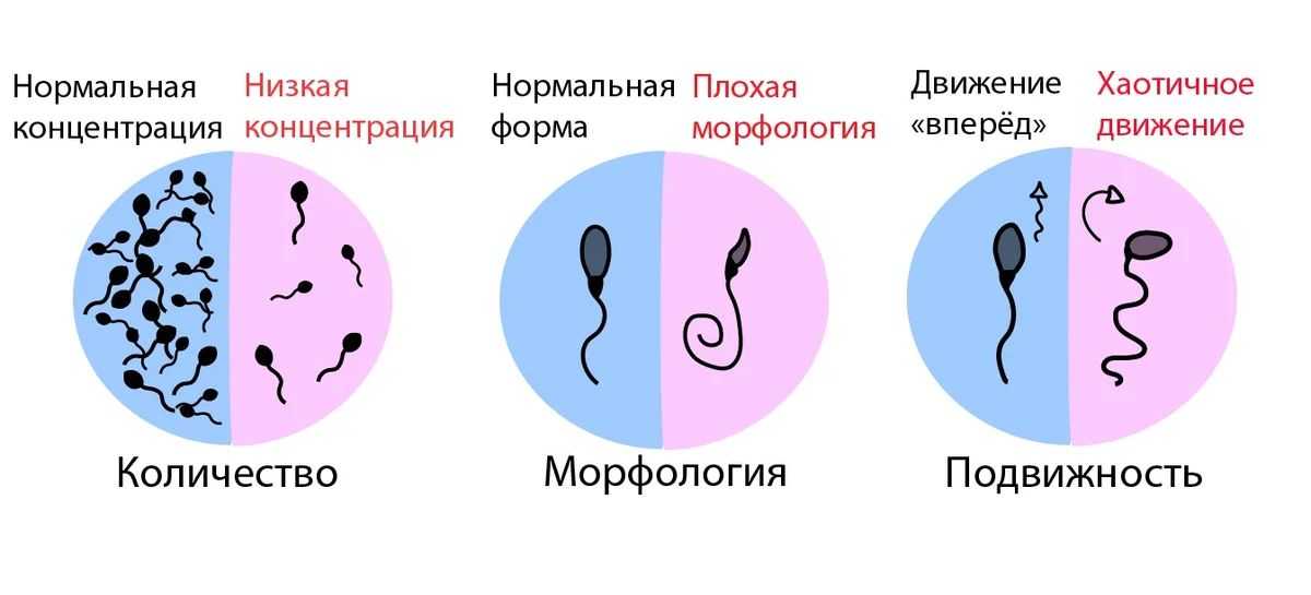 Чем полезна сперма — для здоровья, желудка, влагалища