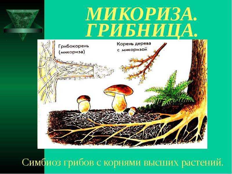 Корневые симбиозы. микориза