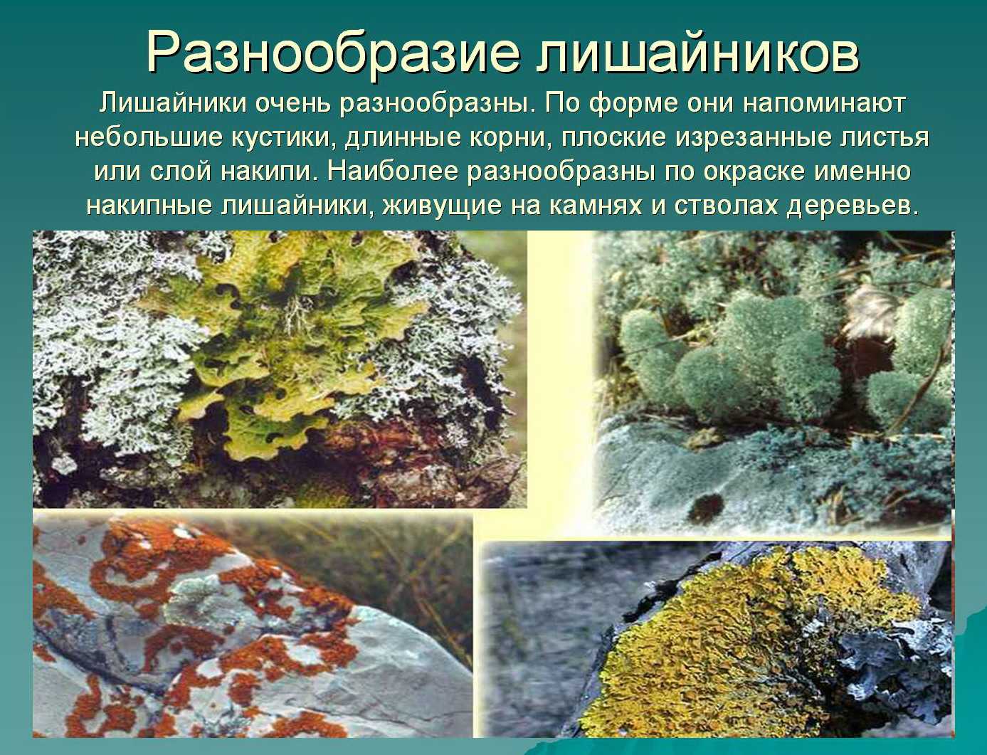Лишайники