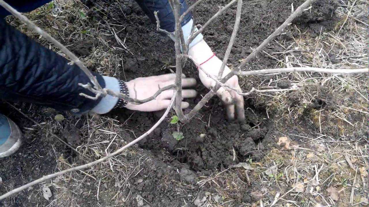 Посадка крыжовника саженцами весной и осенью: пошаговая инструкция