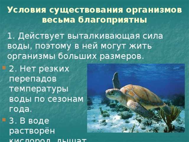 Презентация на тему "животные и растения в мировом океане" по биологии для 6 класса