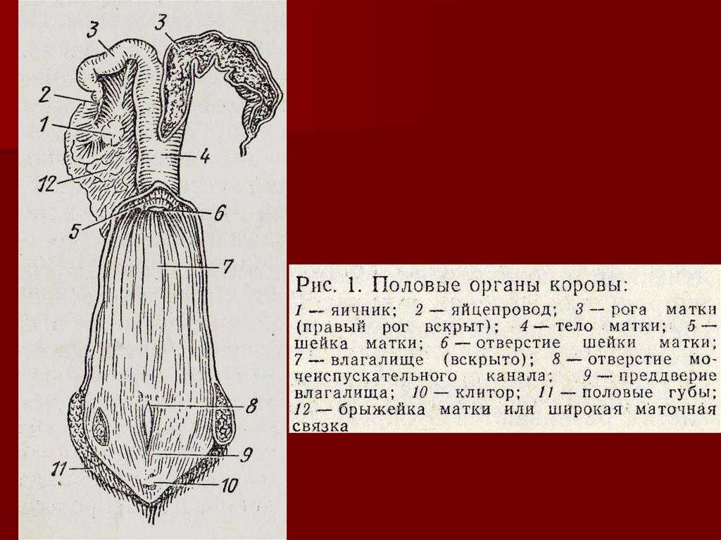 Анатомо-топографические данные оперируемой области