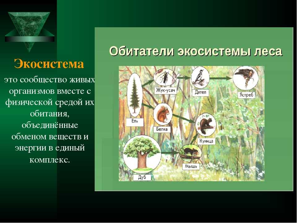 Природные сообщества луга