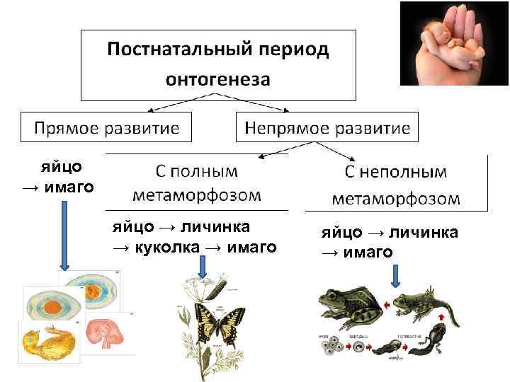 Полный метаморфоз: определение и примеры