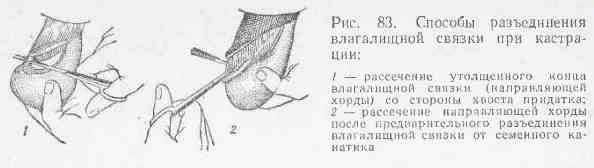 Vi. обезболивание. кастрация жеребцов - курсовая работа