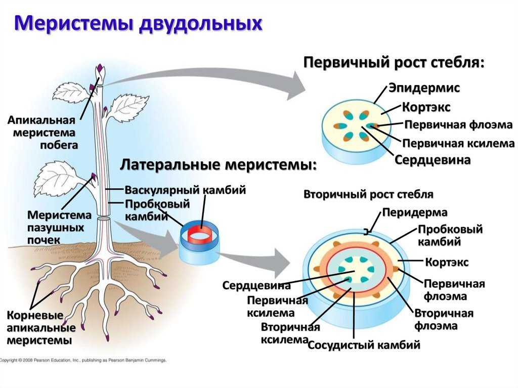 Стимуляторы роста растений, ингибиторы роста и ретарданты - omvesti.com