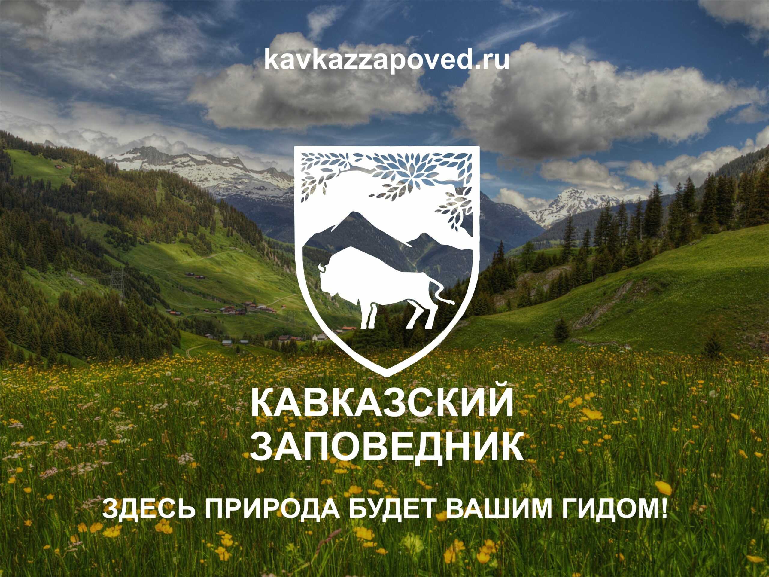 Бук восточный, кавказский: описание, состав, свойства, применение и действие дерева. орешки и деготь бука восточного. креозот. препараты, лечение и противопоказания