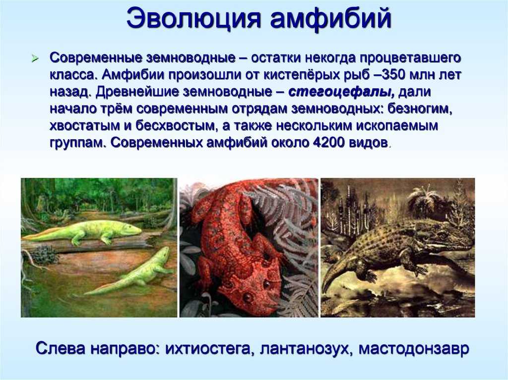 Происхождение земноводных. какие признаки впервые появились у земноводных? | дорога знаний