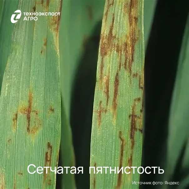 Заболевания яровой и озимой пшеницы