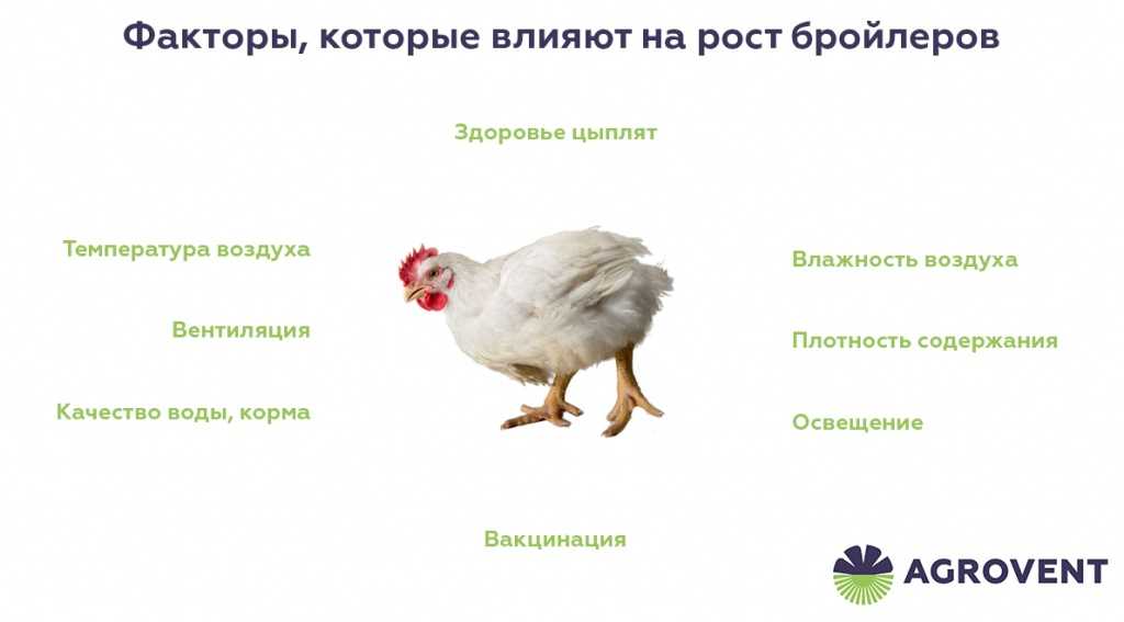 Методы повышения продуктивности птицы, качества пищевых яиц и яичных продуктов при использовании высокопродуктивных кроссов кур  величко, оксана александровна