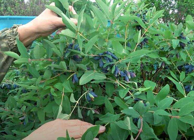 Семейство жимолостные (caprifoliaceae) - это