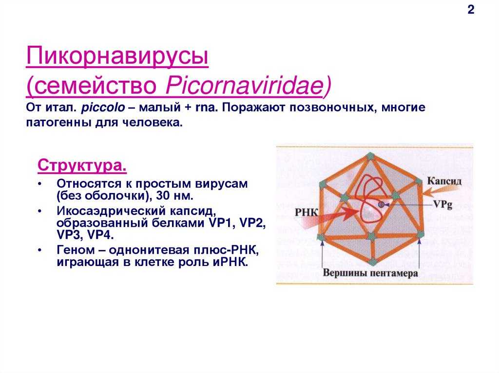Пикорнавирусы: классификация семейства презентация, доклад, проект