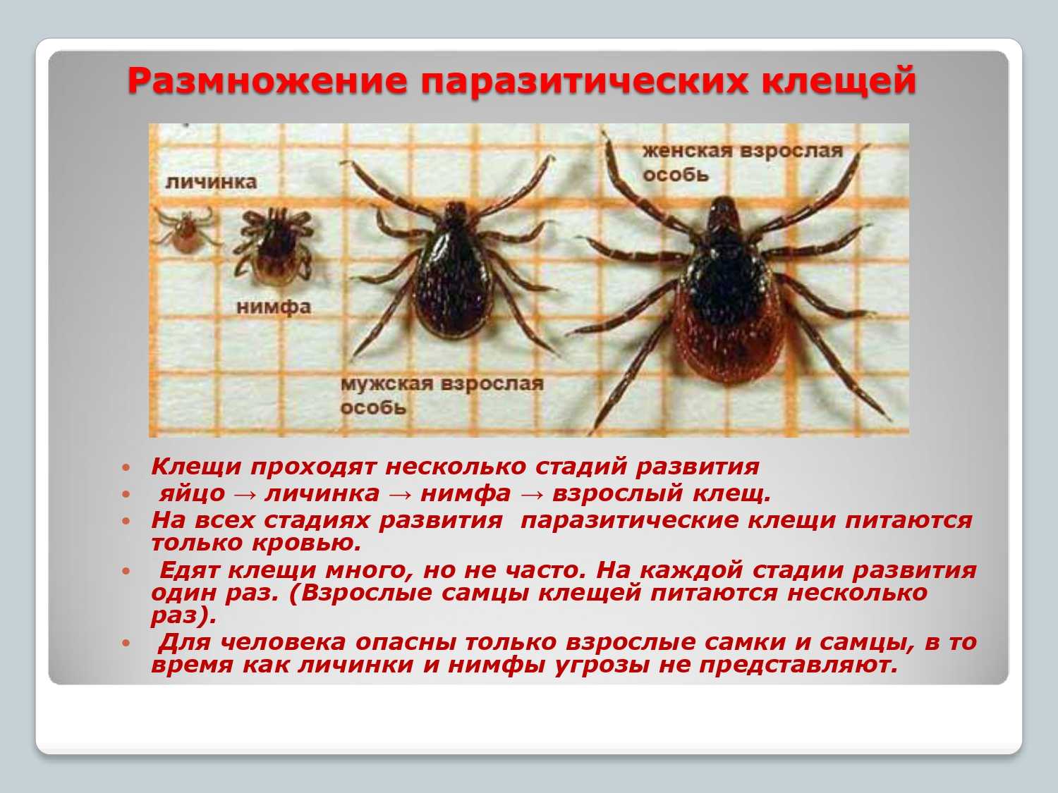 Иксодовые клещи. методы борьбы, уничтожение клещей на животных, в помещениях и в природе. паразитиформные клещи