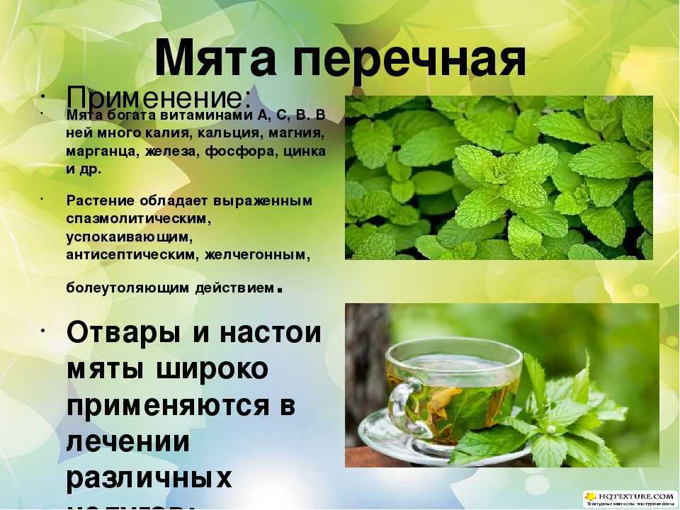 Мята
