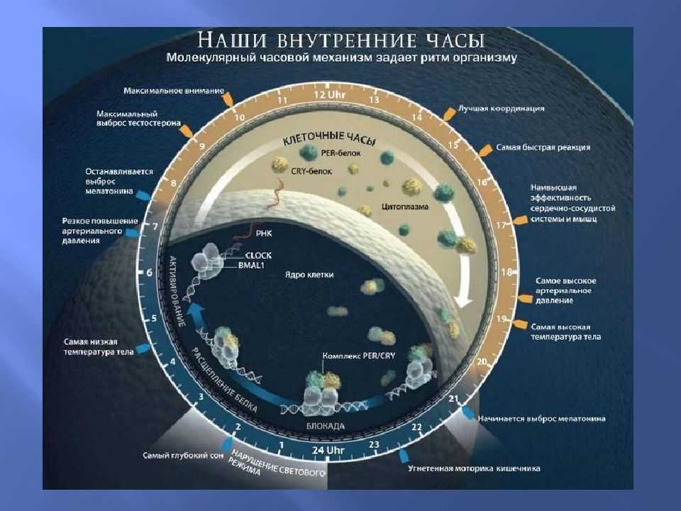 Активность органов по часам. суточная активность внутренних органов человека.