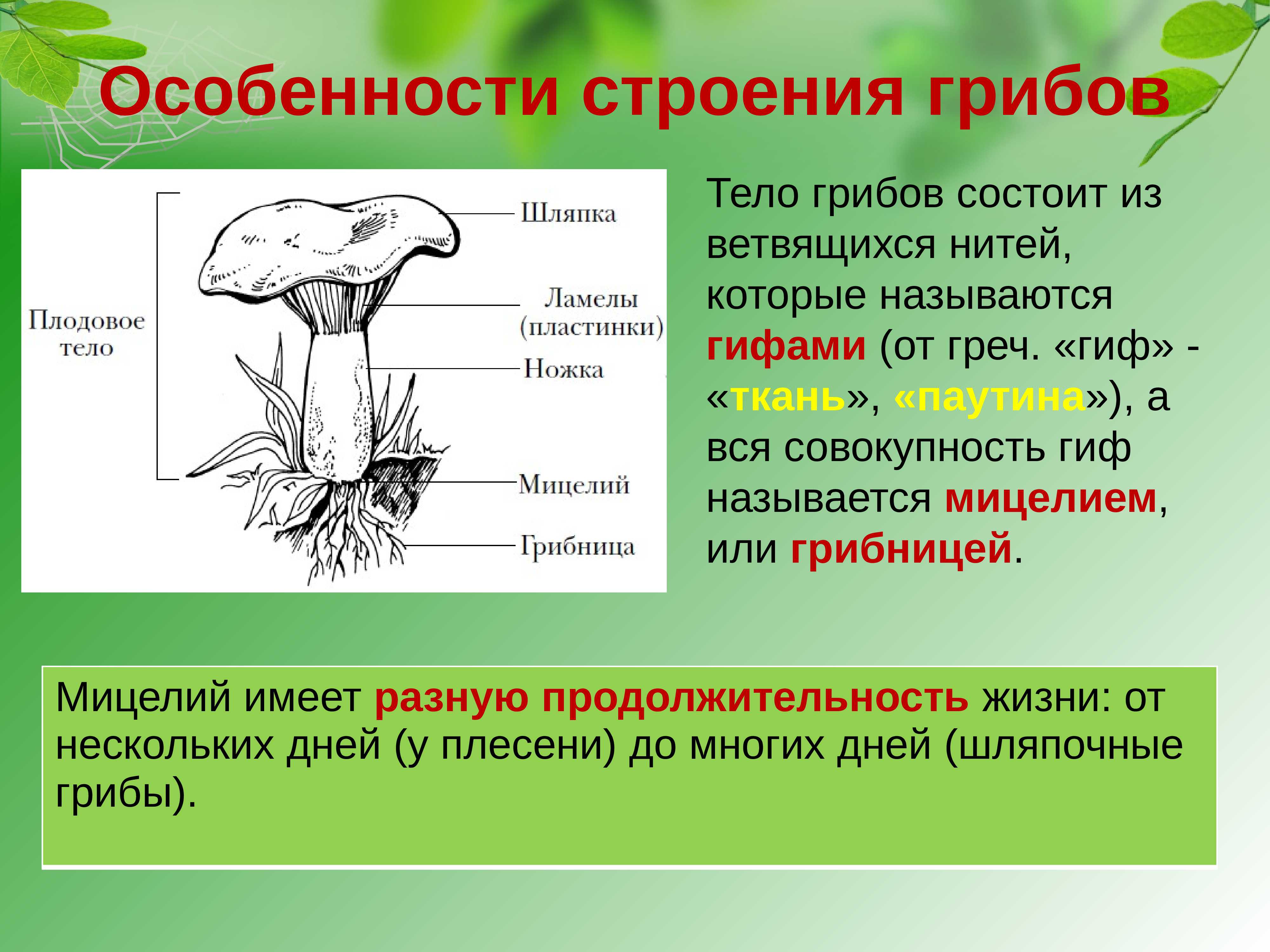 Царство грибов – древнее, таинственное и притягательное - грибы собираем