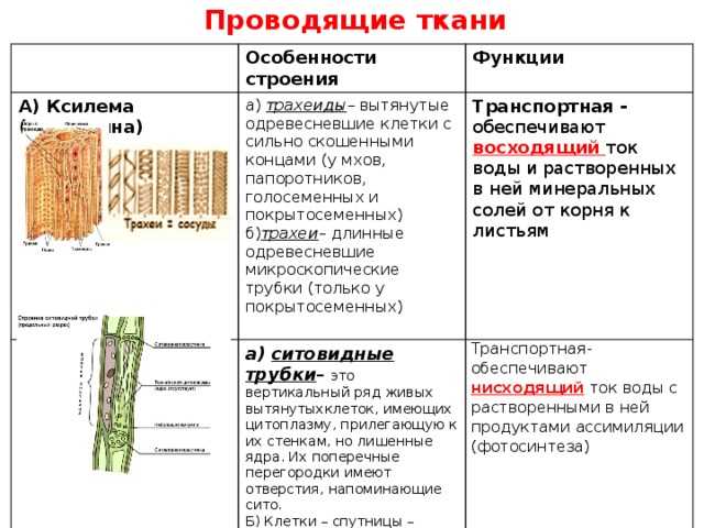 Проводящая ткань растений: строение, функции, ее значение в жизни