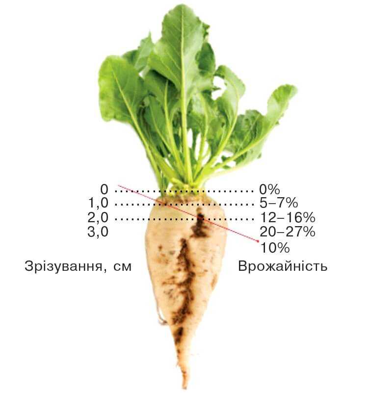 Корнеплод особого назначения. тонкости выращивания сахарной свёклы — журнал «агротехника и технологии» – агроинвестор