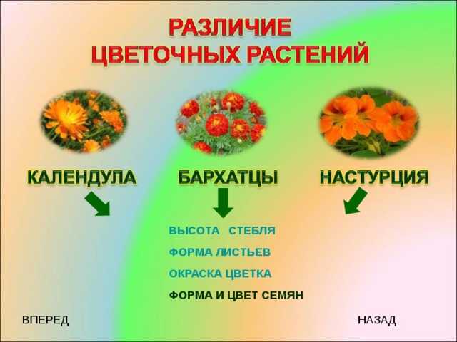 Гост 19451-93: семена однолетних кормовых и медоносных трав. посевные качества. технические условия