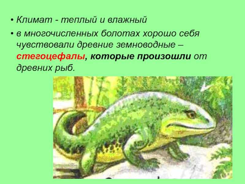 Презентация на тему: "появление класса земноводных- крупный шаг на пути эволюции позвоночных, так как его представители первыми вышли на сушу. это сыграло большую роль в усложнении.". скачать бесплатно и без регистрации.