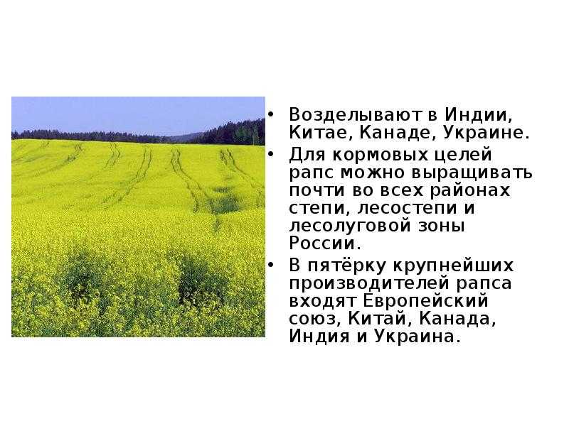 ✅ лён-долгунец: описание, выращивание, уход, сорта, сбор урожая