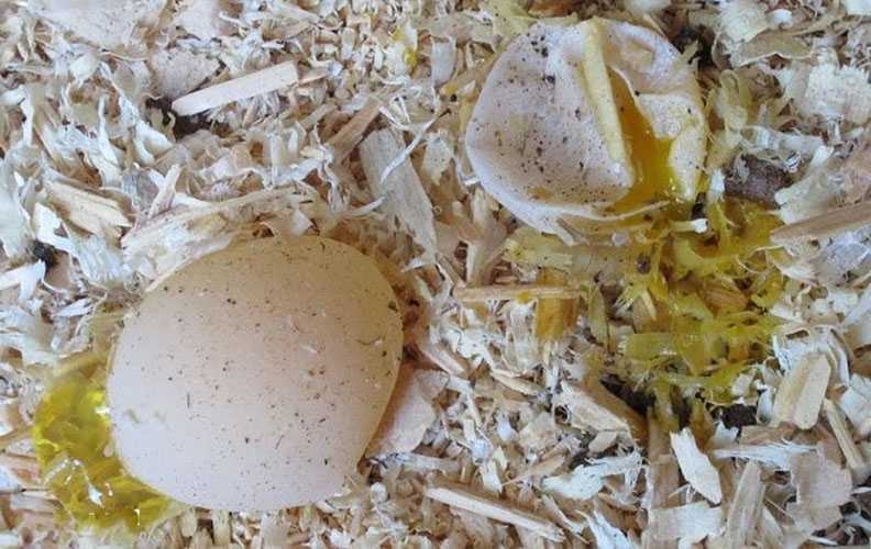 Яйцо круглый год: как увеличить яйценоскость кур