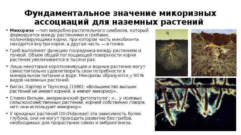 Микоризы: какие они, характеристики и значение | зеленые возобновляемые источники энергии