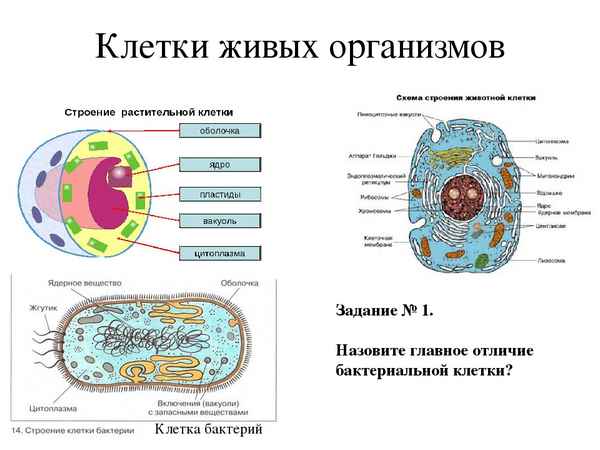 Клетка (в биологии)