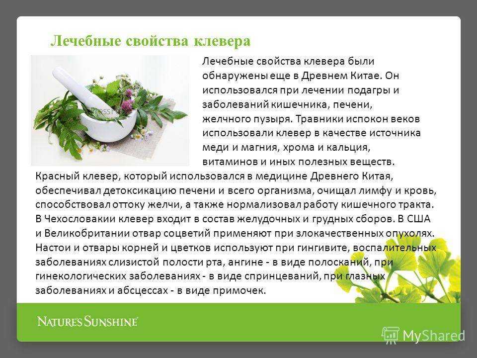 Клевер луговой - trifolium pratense - описание таксона - плантариум