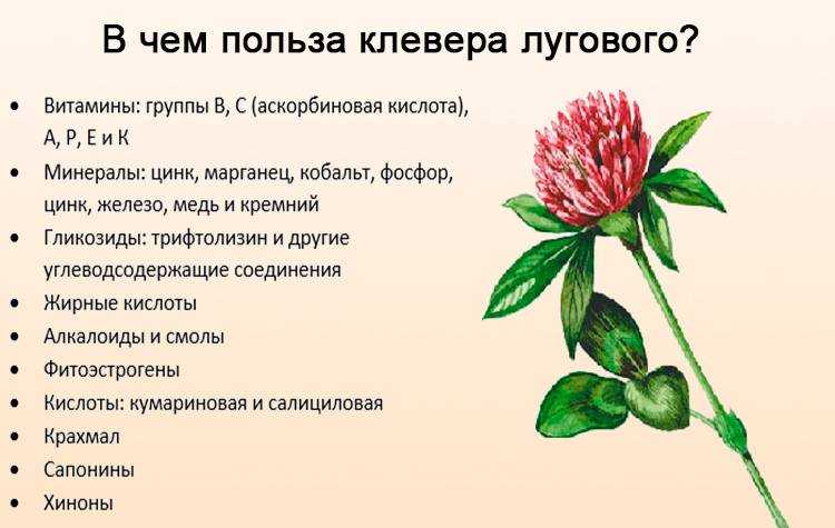 Trifolium pratense l.описание таксона