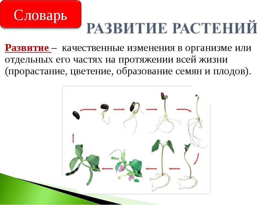 Виды корней и корневых систем. виды и типы корней