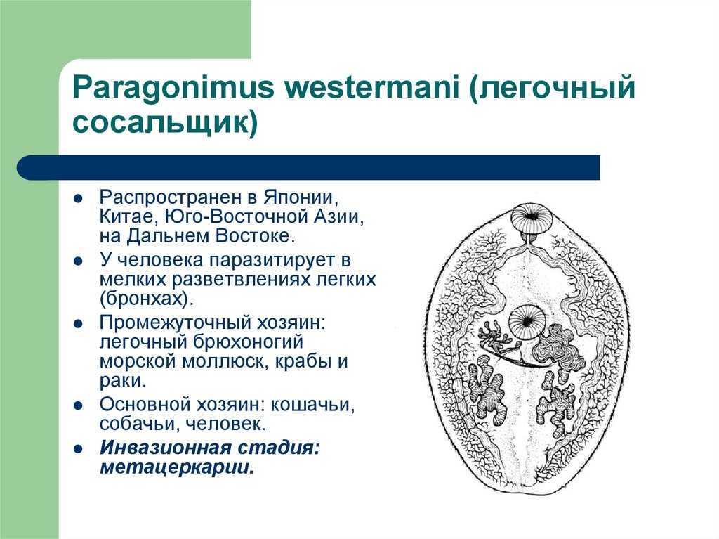 Легочный сосальщик - как заражаются, лечение, симптомы, прогноз