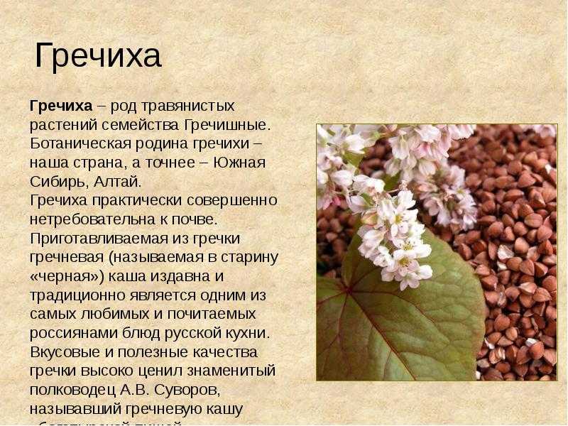 Семейство гречишные (polygonaceae). реферат. неопределено. 2008-07-27