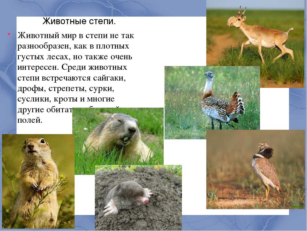 Деревья степи — от земли до неба