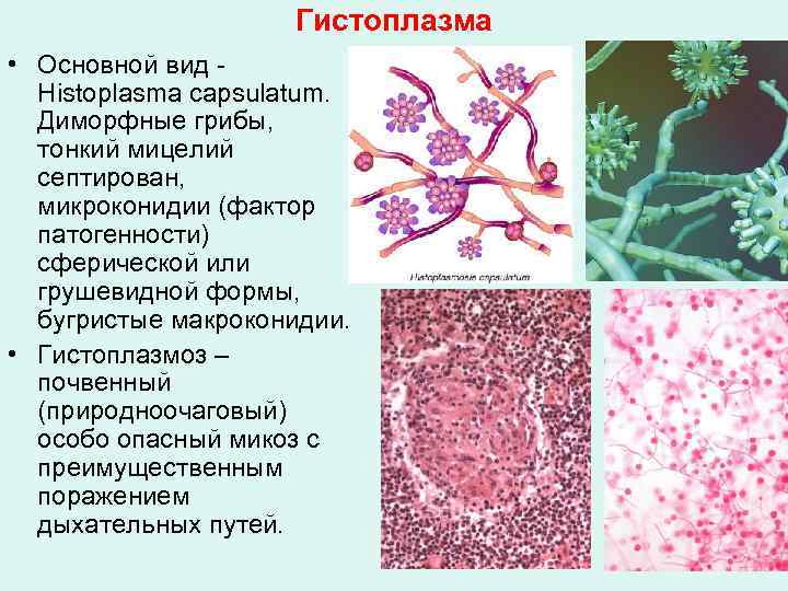 Исследования профессора г. эндерляйна с точки зрения современной науки