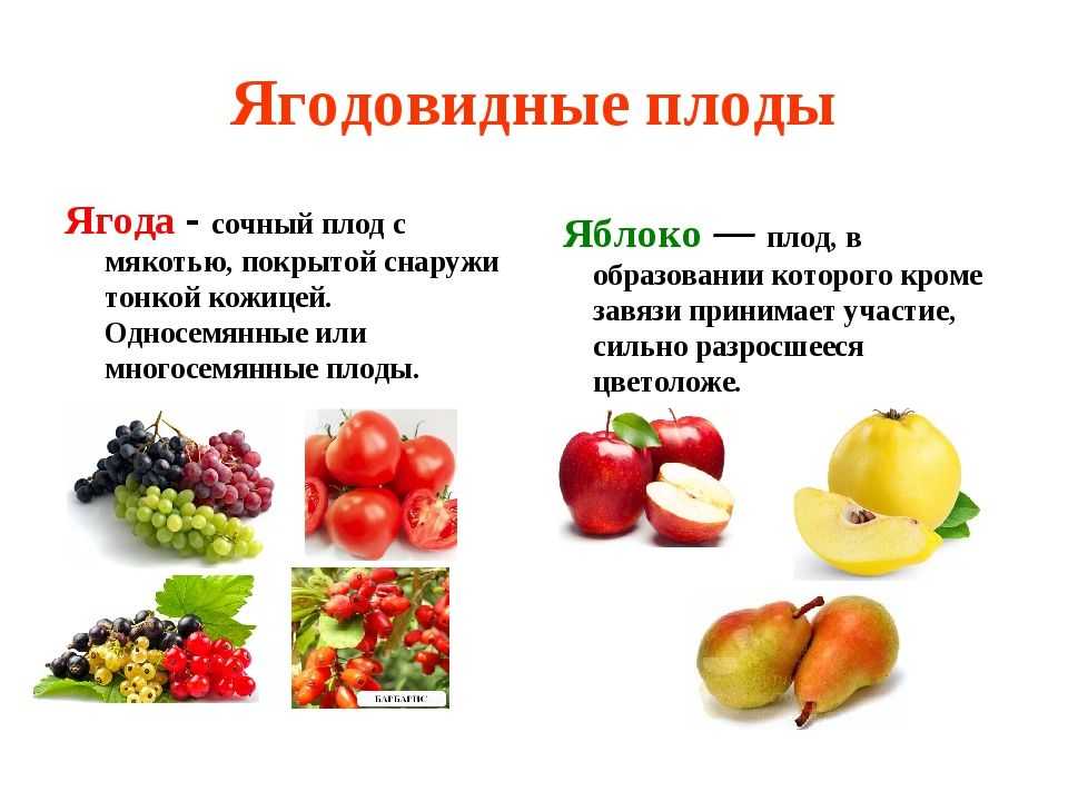 Содержание эфирных масел в плодах и овощах эфирные масла в продуктах питания монтаж сендвичные трубы для дымохода в бане обработка кутикулы европейский способ